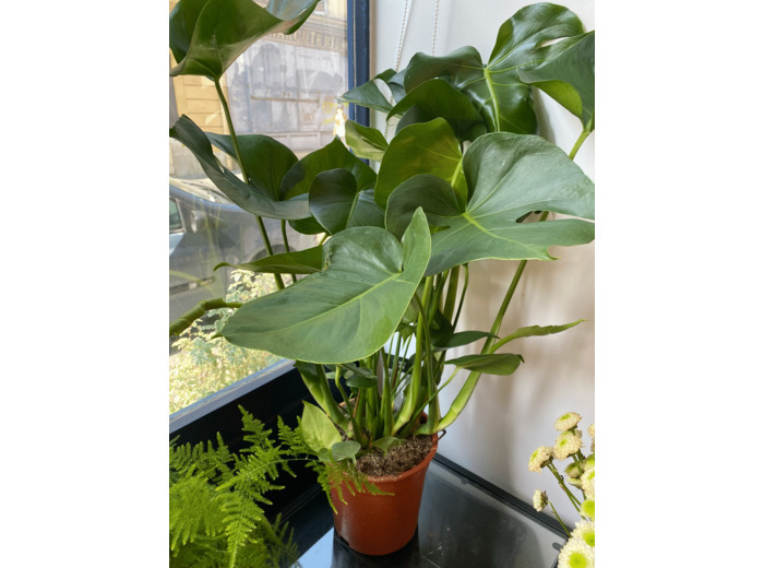Monstera