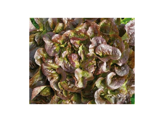 Salade Chene Rouge 🇫🇷