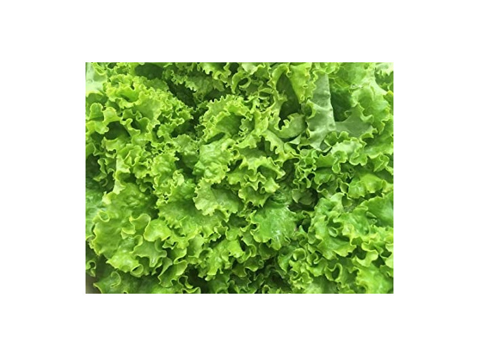 Salade Batavia 🇫🇷