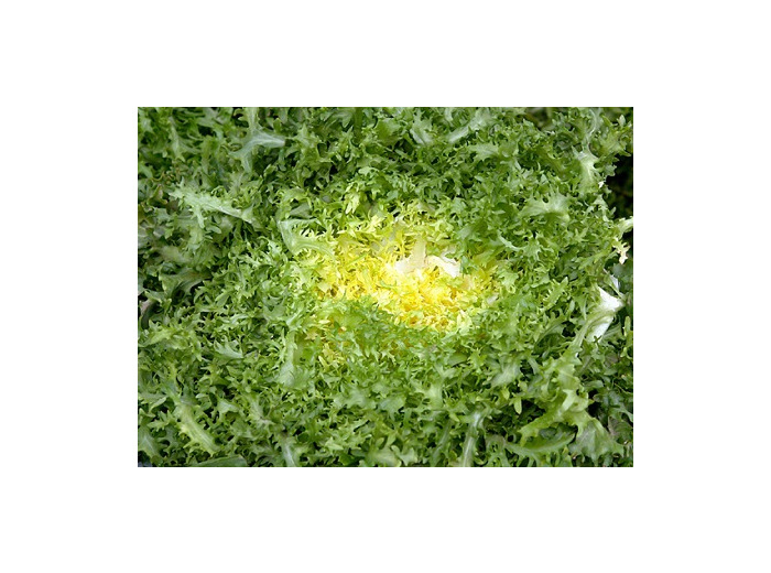 Salade Frisee Fine 🇪🇸