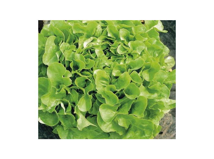 Salade Chene Blonde / Krisette 🇫🇷