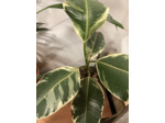 Ficus Panaché