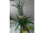 Plantes Ananas Dans Un Pot