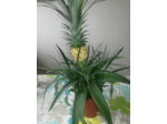 Plantes Ananas Dans Un Pot