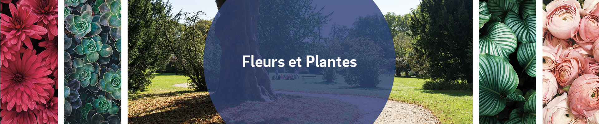Fleurs et Plantes